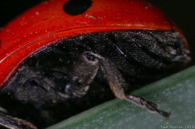 IMG 5127 Underside of Ladybird